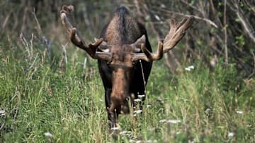 UNITED STATES - FEBRUARY 27: Moose or Eurasian elk (Alces alces), Cervids, Alaska. (Photo by DeAgostini/Getty Images)