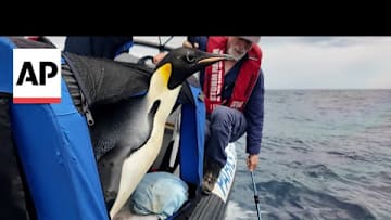 Emperor penguin released at sea 20 days after waddling onto Australian beach