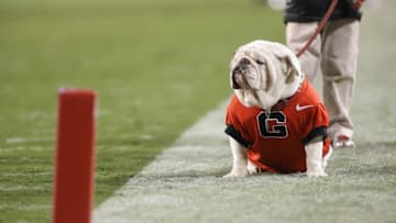 Nov 15, 2014; Athens, GA, USA; Georgia mascot UGA IX Mandatory Credit: Jason Getz-USA TODAY Sports