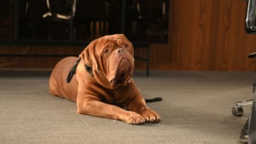 Turner & Hooch Episode 8 - Arf Appreciation (Disney/Eric Milner)