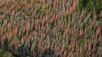 YAMHILL, OR - JULY 30: A forest shows signs of pine beetle disease as viewed in this aerial photo taken on July 30, 2018, near Yamhill, Oregon. Yamhill, Dundee, Carlton, McMinnville, and Newburg, all small towns located in the Willamette Valley wine production areas, have become the epicenters of Oregon's wine destination tourism. (Photo by George Rose/Getty Images)