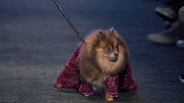 LOS ANGELES, CALIFORNIA - MARCH 20: Gamze Kececi and dog walk the runway wearing Anthony Rubio at Los Angeles Fashion Week Powered By Art Hearts Fashion Fall/Winter 2022 on March 20, 2022 in Los Angeles, California. (Photo by Arun Nevader/Getty Images for Art Hearts Fashion)