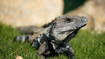 PLAYA DEL CARMEN, MEXICO - NOVEMBER 13: An iguana is seen during the final round of the OHL Classic at Mayakoba on November 13, 2016 in Playa del Carmen, Mexico. (Photo by Gregory Shamus/Getty Images)