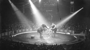 circa 1930: Under the spotlight in a circus ring two elephants balance on their hind legs. (Photo by General Photographic Agency/Getty Images)