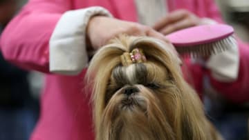 A Shih Tzu dog is made ready for its performance during the "Hund & Katz" (Dog and Cat) pet fair on May 6, 2016 in Dortmund, western Germany.The fair is running until May 8, 2016. / AFP / dpa / Ina Fassbender / Germany OUT (Photo credit should read INA FASSBENDER/DPA/AFP via Getty Images)