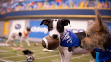 Puppies playing on the field for Puppy Bowl XVI.. Image Courtesy Damian Strohmeyer/Animal Planet