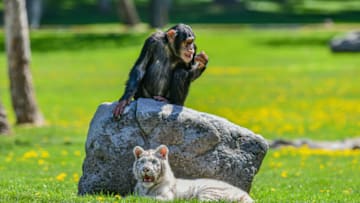 GAZIANTEP, TURKIYE - APRIL 20: An albino Bengal tiger cub called "Kartopu" and a monkey spend time together in the open area at Gaziantep Wildlife Protection Park in Gaziantep, Turkiye on April 20, 2022. White Bengal tiger cub, which is a rare breed found once in 10 thousand births brought to Gaziantep after being seized in a villa in Istanbul. Kartopu started to be fed with meat along with feeding on a bottle and now slowly starting to gain weight and reached 31 kilograms in its new home. (Photo by Adsiz Gunebakan/Anadolu Agency via Getty Images)