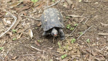 AIMORES, BRAZIL - NOVEMBER 21: Jabuti (Geochelone carbonaria), a kind of turtoise found at the lands of Instituto Terra on November 21, 2019 in Aimorés, Brazil. Twenty years ago, this land was completely devastated, and now has been through a process of afforestation. Instituto Terra, founded in 1998 by the photographer Sebastiao Salgado and his wife, Lelia Deluiz Wanick Salgado, is an environmental NGO, located at Aimores, in the state of Minas Gerais, Brazil. The old Salgado's family cattle ranch was acquired by the couple and, in the last 20 years, over 2.5 million native Atlantic seedlings have been planted. The institute has defined its objectives as restoration of the ecosystem, production of Atlantic seedlings, environmental outreach programs, environmental education and applied scientific research. (Photo by Christian Ender/Getty Images)