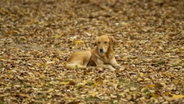 EDIRNE, TURKEY - NOVEMBER 10: A dog is seen in the forest, during autumn season in Edirne, Turkey on November 10, 2019. (Photo by Gokhan Balci/Anadolu Agency via Getty Images)