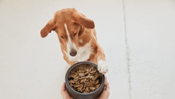 Sundays: Air-Dried Food for Dogs. Image Courtesy Sundays