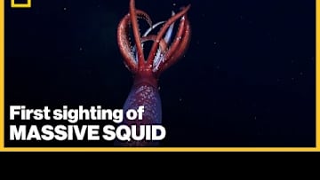 First live sighting of massive Antarctic squid caught on camera by Nat Geo