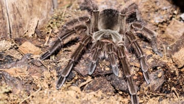 Young female Goliath bird-eating spider.