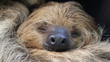 Sleeping two-toed sloth.