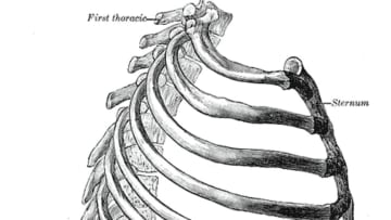 Gray's Anatomy