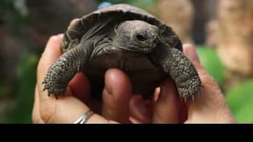 History in the Making! Critically Endangered Galapagos Tortoises Hatch at Philadelphia Zoo!
