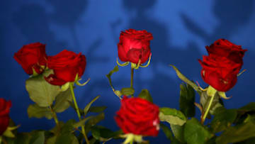 HARROGATE, ENGLAND - APRIL 19: A Naomi rose is prepared for display on the eve of the opening day of the Harrogate Spring Flower Show at the Great Yorkshire Showground on April 19, 2017 in Harrogate, England. Enthusiasts and nurseries are staging displays of their flowers and plants at the Harrogate Spring Show organised by the north of England Horticultural Society. The premier gardening event of the north attracts thousands of horticulturalists to view it's show gardens and Spring floral displays between between 20-23 April 2017. (Photo by Christopher Furlong/Getty Images)