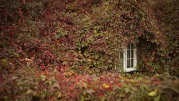 LLANDUDNO, WALES - SEPTEMBER 13: During a break from the rain of Storm Aileen, the leaves of the Virginia creeper begin to take on their Autumn colour at the Tu Hwnt i'r Bont tea room on the banks of the River Conwy at Llanrwst in north Wales on September 13, 2017 in Llandudno, Wales. The cottage named Tu Hwnt i'r Bont (Beyond the Bridge) was built in 1480 and has become a magnet for phtographers and tourists from across the world during Autumn. (Photo by Christopher Furlong/Getty Images)