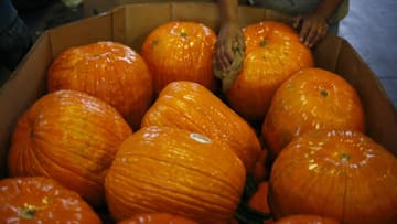 A worker removes dirt from newly-harvested jack-o'-lantern pumpkins at a Frey Farms Inc. processing facility Poseyville, Indiana, U.S., on Thursday, Oct. 13, 2016. Frey Farms is a multi-state certified Woman Owned Business that is one of the nation's largest growers and shippers of pumpkins. Photographer: Luke Sharrett/Bloomberg via Getty Images