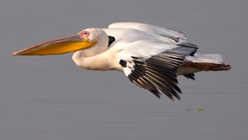 (Photo by Himanshu Sharma/Anadolu Agency via Getty Images)