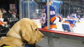 NEW YORK, NY - OCTOBER 06: "Radar" from the Guide Dog Foundation watches warm-ups prior to the game between the New York Islanders and the Nashville Predators at the Barclays Center on October 06, 2018 in the Brooklyn borough of New York City. (Photo by Bruce Bennett/Getty Images)