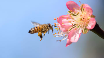 iStock