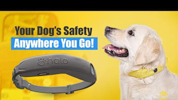Introducing The ALL-NEW HALO COLLAR 4: The Ultimate GPS Dog Fence For Dog Safety