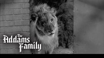 Kitty Kat Gets A Visit From A Vet | The Addams Family