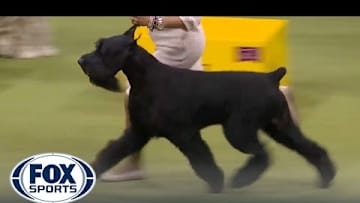 Monty the Giant Schnauzer wins the Working Group | Westminster Kennel Club