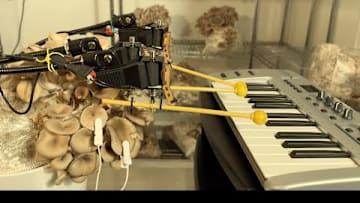 Mushroom Playing Keyboard
