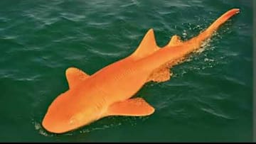 Orange Shark Discovered 2025