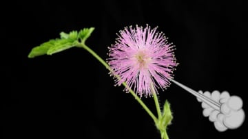 Mimosa pudica. Image Credit: Werner1122, Wikimedia Commons // CC BY SA-3.0