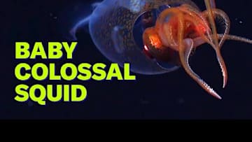 See the first colossal squid ever caught on camera