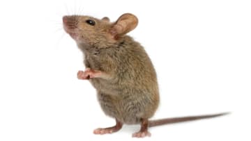 istock