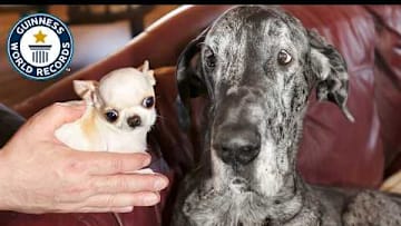 Tallest Dog Meets Smallest Dog - Guinness World Records