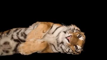 NatGeo // YouTube