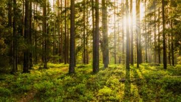 iStock
