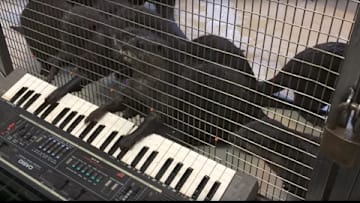 Zoo gives animals musical instruments