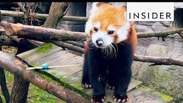 Zoo Teaches Animals to Paint