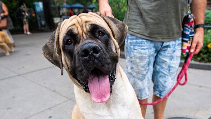 6 Most Dangerous Dog Breeds In America Floor8