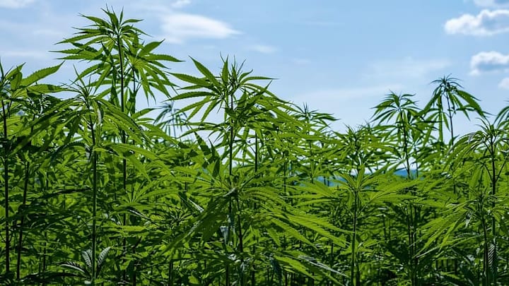 Hemp farm Hemp farm