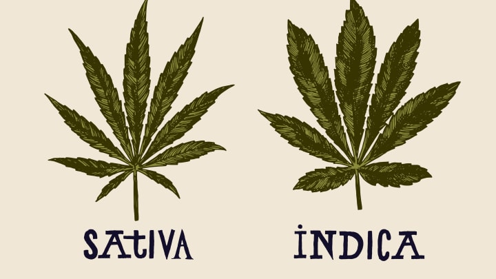 photo of Indica and Sativa: Words that Fooled the Weed Community for 200 Years image