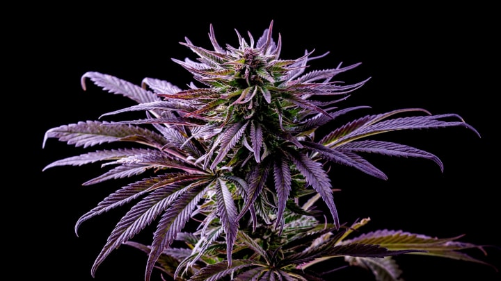 photo of Mag Landrace: The Epic Cannabis Strain from Iran image