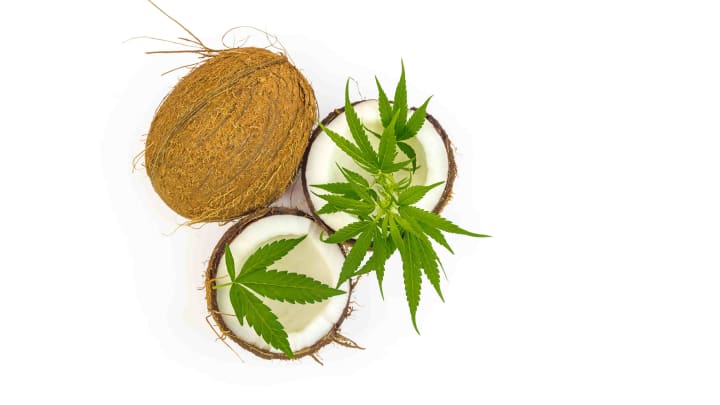 Discover why many people prefer cannabis coconut oil in the kitchen.