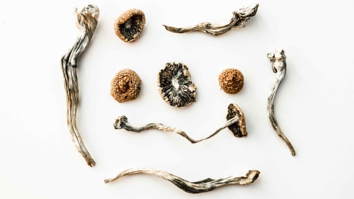 photo of New Study: Is Natural Psilocybin As Good As Synthetic Psilocybin? image