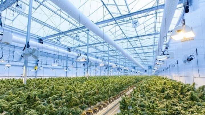 Cannabis Grow Facility