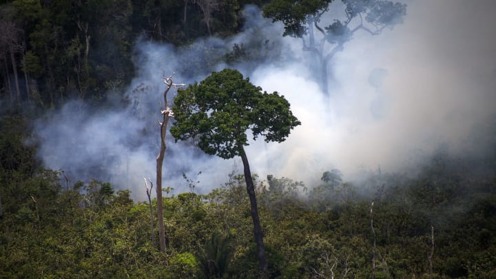BRAZIL-GREENPEACE-TIMBER-ILLEGAL-FELLING BRAZIL-GREENPEACE-TIMBER-ILLEGAL-FELLING
