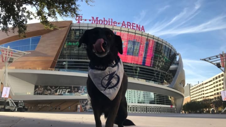Holland the Pup at T-Mobile Arena in Las Vegas. Photo by Adam Vosding