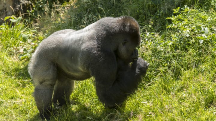 TRINITY, JERSEY, CHANNEL ISLANDS: Male Western Lowland Gorilla, Gorilla gorilla gorilla, feeding at Jersey Zoo - Durrell Wildlife Conservation Trust, Channel Isles. (Photo by Tim Graham/Getty Images)