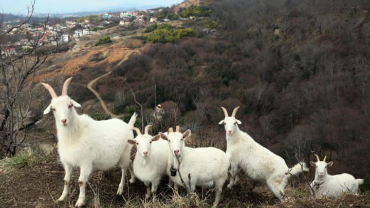 SOCHI, RUSSIA - FEBRUARY 22, 2019: Goats on a mountain in the Adler Microdistrict. Dmitry Feoktistov/TASS (Photo by Dmitry FeoktistovTASS via Getty Images)