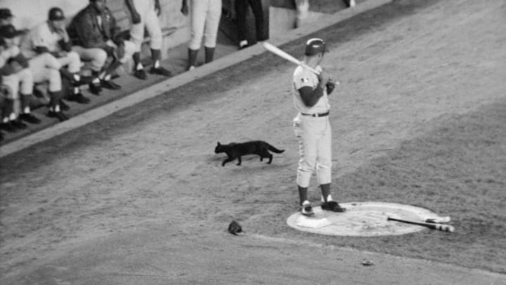 A black cat crosses the path of Chicago Cubs player Ron Santo as he waits his turn at bat in a crucial game against the New York Mets. The Cubs went on to lose this game and the pennant after having a 9 game lead. The Mets went on to win the 1969 World Series.